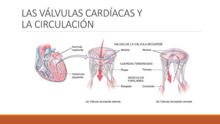 LAS VÁLVULAS CARDÍACAS Y
LA CIRCULACIÓN
 