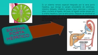 Es un sistema venoso especial integrado por la vena porta
hepática, que recoge la sangre procedente de estómago,
intestino delgado, intestino grueso, bazo, páncreas y vesícula
biliar, y la lleva al hígado. Así pues, el hígado recibe sangre por
la arteria hepática y por la vena porta. Después de atravesar el
hígado, la sangre sale por la vena hepática, que acaba en la
vena cava inferior, la cual lleva sangre desoxigenada y cargada
de nutrientes.
 