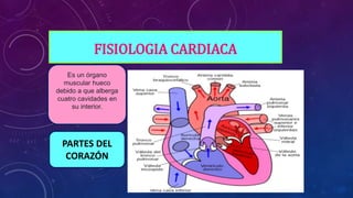 FISIOLOGIA CARDIACA
Es un órgano
muscular hueco
debido a que alberga
cuatro cavidades en
su interior.
PARTES DEL
CORAZÓN
 