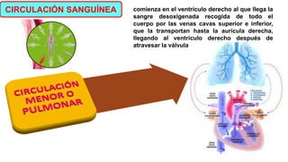 comienza en el ventrículo derecho al que llega la
sangre desoxigenada recogida de todo el
cuerpo por las venas cavas superior e inferior,
que la transportan hasta la aurícula derecha,
llegando al ventrículo derecho después de
atravesar la válvula tricúspide
CIRCULACIÓN SANGUÍNEA
 