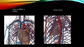 Irriga os MMSS e
cabeça
Irriga o tórax
 