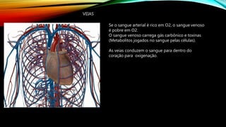 VEIAS
Se o sangue arterial é rico em O2, o sangue venoso
é pobre em O2.
O sangue venoso carrega gás carbônico e toxinas
(Metabolitos jogados no sangue pelas células).
As veias conduzem o sangue para dentro do
coração para oxigenação.
 