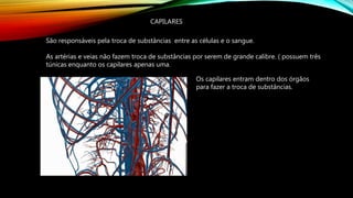 CAPILARES
São responsáveis pela troca de substâncias entre as células e o sangue.
As artérias e veias não fazem troca de substâncias por serem de grande calibre. ( possuem três
túnicas enquanto os capilares apenas uma.
Os capilares entram dentro dos órgãos
para fazer a troca de substâncias.
 