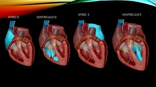 ATRIO D VENTRICULO D
ATRIO E VENTRICULO E
 