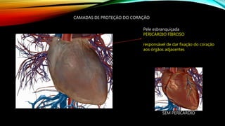 CAMADAS DE PROTEÇÃO DO CORAÇÃO
Pele esbranquiçada
PERICÁRDIO FIBROSO
responsável de dar fixação do coração
aos órgãos adjacentes
SEM PERICÁRDIO
 