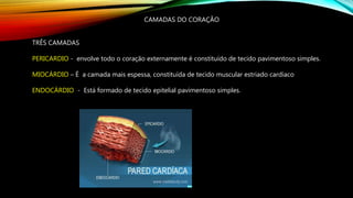 CAMADAS DO CORAÇÃO
TRÊS CAMADAS
PERICARDIO - envolve todo o coração externamente é constituído de tecido pavimentoso simples.
MIOCÁRDIO – É a camada mais espessa, constituída de tecido muscular estriado cardíaco
ENDOCÁRDIO - Está formado de tecido epitelial pavimentoso simples.
 