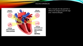 VALVAS CARDÍACAS
TRICUSPIDE
BICUSPIDE
OU
MITRAL
Tem a função de não permitir o
refluxo do sangue e que ele siga
uma mesma direção.
 