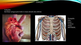 CORAÇÃO
FUNÇÃO:
Bombear sangue para todo o corpo através das artérias
Protegido
Pela
Caixa
Torácica
(Parte
ANTERIOR)
 