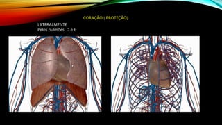LATERALMENTE
Pelos pulmões D e E
CORAÇÃO ( PROTEÇÃO)
 
