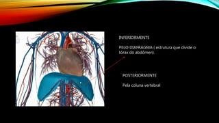 INFERIORMENTE
PELO DIAFRAGMA ( estrutura que divide o
tórax do abdômen).
POSTERIORMENTE
Pela coluna vertebral
 