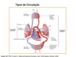 Tipos de Circulação
Fonte: NETTER, Frank H.. Atlas de Anatomia Humana. 2ed. Porto Alegre: Artmed, 2000.
 