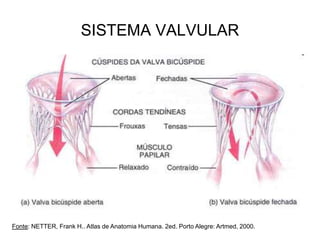 SISTEMA VALVULAR
Fonte: NETTER, Frank H.. Atlas de Anatomia Humana. 2ed. Porto Alegre: Artmed, 2000.
 