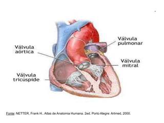 Fonte: NETTER, Frank H.. Atlas de Anatomia Humana. 2ed. Porto Alegre: Artmed, 2000.
 