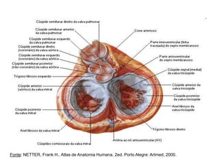 Fonte: NETTER, Frank H.. Atlas de Anatomia Humana. 2ed. Porto Alegre: Artmed, 2000.
 