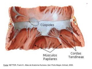 Fonte: NETTER, Frank H.. Atlas de Anatomia Humana. 2ed. Porto Alegre: Artmed, 2000.
 