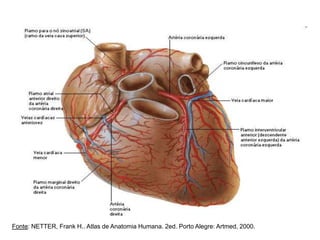 Fonte: NETTER, Frank H.. Atlas de Anatomia Humana. 2ed. Porto Alegre: Artmed, 2000.
 
