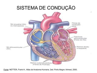 SISTEMA DE CONDUÇÃO
Fonte: NETTER, Frank H.. Atlas de Anatomia Humana. 2ed. Porto Alegre: Artmed, 2000.
 