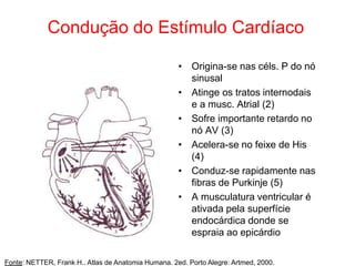 Condução do Estímulo Cardíaco
• Origina-se nas céls. P do nó
sinusal
• Atinge os tratos internodais
e a musc. Atrial (2)
• Sofre importante retardo no
nó AV (3)
• Acelera-se no feixe de His
(4)
• Conduz-se rapidamente nas
fibras de Purkinje (5)
• A musculatura ventricular é
ativada pela superfície
endocárdica donde se
espraia ao epicárdio
Fonte: NETTER, Frank H.. Atlas de Anatomia Humana. 2ed. Porto Alegre: Artmed, 2000.
 