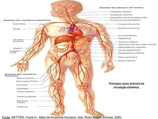 Principais vasos arteriais da
circulação sistémica.
Fonte: NETTER, Frank H.. Atlas de Anatomia Humana. 2ed. Porto Alegre: Artmed, 2000.
 