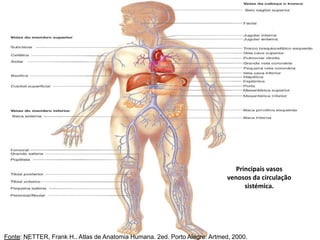 Principais vasos
venosos da circulação
sistémica.
Fonte: NETTER, Frank H.. Atlas de Anatomia Humana. 2ed. Porto Alegre: Artmed, 2000.
 