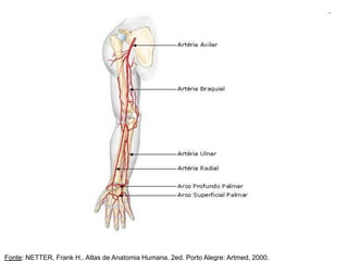 Fonte: NETTER, Frank H.. Atlas de Anatomia Humana. 2ed. Porto Alegre: Artmed, 2000.
 