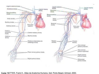 Fonte: NETTER, Frank H.. Atlas de Anatomia Humana. 2ed. Porto Alegre: Artmed, 2000.
 