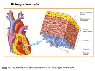 Fonte: NETTER, Frank H.. Atlas de Anatomia Humana. 2ed. Porto Alegre: Artmed, 2000.
Histologia do coração
 