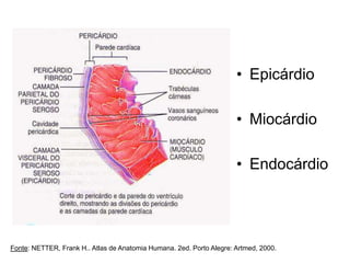 • Epicárdio
• Miocárdio
• Endocárdio
Fonte: NETTER, Frank H.. Atlas de Anatomia Humana. 2ed. Porto Alegre: Artmed, 2000.
 