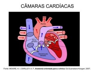 CÂMARAS CARDÍACAS
Fonte: MOORE, K. I; DARLLEY, A. F; Anatomia orientada para a clinica; Ed.Guanabara Koogan; 2007;
 