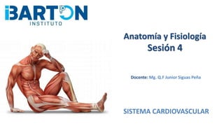 Anatomía y Fisiología
Sesión 4
Docente: Mg. Q.F Junior Siguas Peña
SISTEMA CARDIOVASCULAR
 