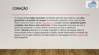 CORAÇÃO
• O coração é um órgão musculoso, localizado atrás do osso esterno, que atua
garantindo a propulsão do sangue, funcionando, portanto, como uma bomba.
Assim como em aves e outros mamíferos, o coração humano apresenta quatro
cavidades: dois átrios e dois ventrículos. O átrio esquerdo comunica-se com o
ventrículo esquerdo, e o átrio direito comunica-se com o ventrículo
direito. Valvulas presentes no coração impedem o refluxo de sangue. Não há
comunicação entre os lados esquerdo e direito, sendo observada a circulação de
sangue rico em gás carbônico do lado direito e a de sangue rico em oxigênio do
lado esquerdo.
 