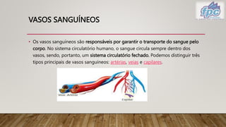 VASOS SANGUÍNEOS
• Os vasos sanguíneos são responsáveis por garantir o transporte do sangue pelo
corpo. No sistema circulatório humano, o sangue circula sempre dentro dos
vasos, sendo, portanto, um sistema circulatório fechado. Podemos distinguir três
tipos principais de vasos sanguíneos: artérias, veias e capilares.
 