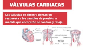 Sistema cardiovascular .pdf