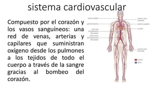 sistema cardiovascular
Compuesto por el corazón y
los vasos sanguíneos: una
red de venas, arterias y
capilares que suministran
oxígeno desde los pulmones
a los tejidos de todo el
cuerpo a través de la sangre
gracias al bombeo del
corazón.
 