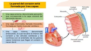 Sistema Cardiovascular, anatomía y funciones.pptx