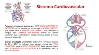 Sistema Cardiovascular
Pequena circulação (pulmonar): VEIA CAVA SUPERIOR E
INFERIOR traz o sangue do corpo para o ÁTRIO DIREITO,
que passa para o VENTRÍCULO DIREITO, cujo bombeia o
sangue para ARTÉRIA PULMONAR (tronco da artéria
pulmonar) que se ramifica em tronco pulmonar direito e tronco
pulmonar esquerdo.
Grande circulação (pulmonar): após sofrer Hematose (trocas
de O2 e CO2) no pulmão esse sangue retorna pela VEIA
PULMONAR para o ÁTRIO ESQUERDO, esse sangue desce
para o VENTRICULO ESQUERDO e é bombeado para a
ARTERIA AORTA.
 