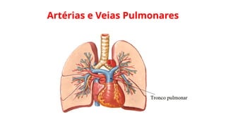 Artérias e Veias Pulmonares
 