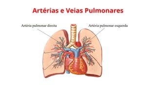 Artérias e Veias Pulmonares
 