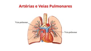 Artérias e Veias Pulmonares
 