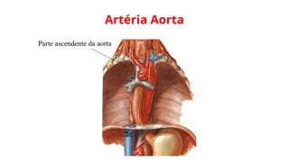 Artéria Aorta
 