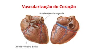 Vascularização do Coração
 
