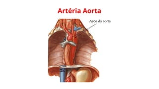 Artéria Aorta
 