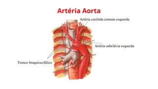 Artéria Aorta
 