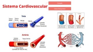 Sistema Cardiovascular
Coração
Vasos Sanguíneos
 