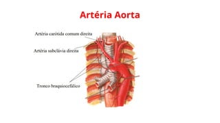 Artéria Aorta
 
