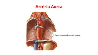 Artéria Aorta
 