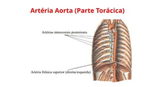 Artéria Aorta (Parte Torácica)
 