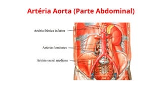 Artéria Aorta (Parte Abdominal)
 