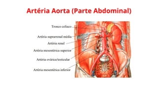 Artéria Aorta (Parte Abdominal)
 