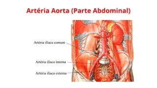 Artéria Aorta (Parte Abdominal)
 